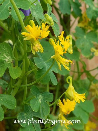 Canary Creeper (Tropaeolum peregrinum) 
Dig deep into your imagination to see this flower as a Canary.